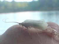 Bifogad bild: DSC03581 (800 x 600).jpg